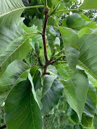 Attēlu rezultāti vaicājumam “Magnolia acuminata fruit”