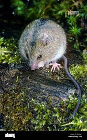 Attēlu rezultāti vaicājumam “Sicista betulina”