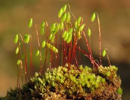 Attēlu rezultāti vaicājumam “Pohlia nutans sporophyte”