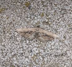 Attēlu rezultāti vaicājumam “Horisme vitalbata”