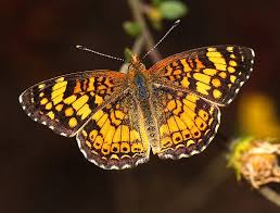 Attēlu rezultāti vaicājumam “Symphytocarpus sp.”