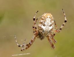 Attēlu rezultāti vaicājumam “Aculepeira ceropegia”