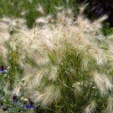 Attēlu rezultāti vaicājumam “Hordeum jubatum”