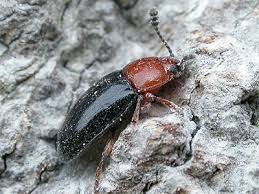 Attēlu rezultāti vaicājumam “Triplax russica”