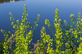 Attēlu rezultāti vaicājumam “Thlaspi arvense”