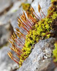 Attēlu rezultāti vaicājumam “Tortula lingulata”