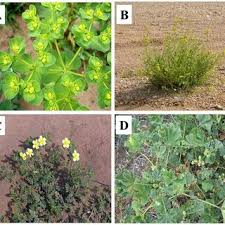 Attēlu rezultāti vaicājumam “Euphorbia helioscopia leaf”