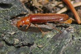 Attēlu rezultāti vaicājumam “Hylecoetus dermestoides male”