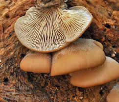 Attēlu rezultāti vaicājumam “Lentinellus ursinus”