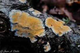 Attēlu rezultāti vaicājumam “Steccherinum fimbriatum”