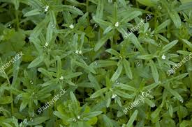 Attēlu rezultāti vaicājumam “Lithospermum officinale leaf”