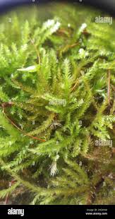 Attēlu rezultāti vaicājumam “Eurhynchiastrum pulchellum”