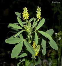 Attēlu rezultāti vaicājumam “Melilotus officinalis leaf”