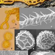 Attēlu rezultāti vaicājumam “Didymium serpula young”