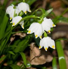 Attēlu rezultāti vaicājumam “Leucojum vernum var. vernum flower”