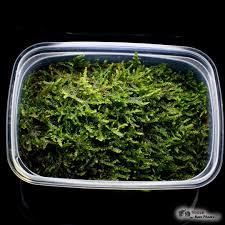 Attēlu rezultāti vaicājumam “Hypnum cupressiforme”