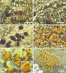 Attēlu rezultāti vaicājumam “Caloplaca scopularis”