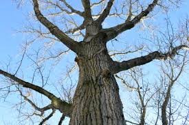 Attēlu rezultāti vaicājumam “Populus nigra”