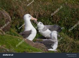 Image result for Thalassarche melanophris