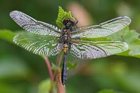 Attēlu rezultāti vaicājumam “Leucorrhinia caudalis male”