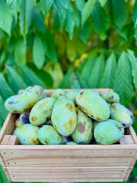 Attēlu rezultāti vaicājumam “Chrysosplenium alternifolium fruit”