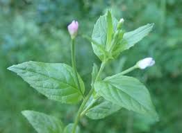 Attēlu rezultāti vaicājumam “Epilobium roseum flower”