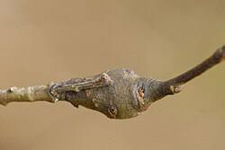 Attēlu rezultāti vaicājumam “Euura acutifoliae”