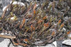 Attēlu rezultāti vaicājumam “Schistidium robustum”