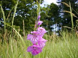 Attēlu rezultāti vaicājumam “Gladiolus imbricatus”