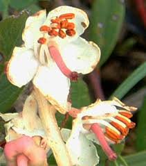 Attēlu rezultāti vaicājumam “Pyrola rotundifolia fruit”