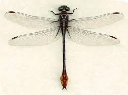 Attēlu rezultāti vaicājumam “Gomphidae”