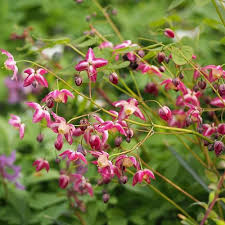 Attēlu rezultāti vaicājumam “Epimedium alpinum”