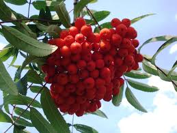 Attēlu rezultāti vaicājumam “Sorbus aucuparia fruit”