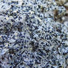 Attēlu rezultāti vaicājumam “Cliostomum corrugatum”