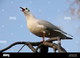 Attēlu rezultāti vaicājumam “Larus ridibundus”