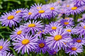 Image result for Aster