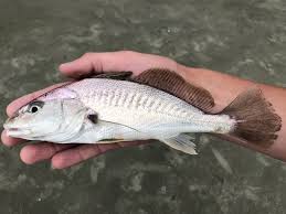 Image result for Micropogonias undulatus