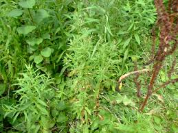 Attēlu rezultāti vaicājumam “Epilobium roseum leaf”