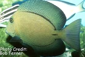 Image result for Ctenochaetus hawaiiensis