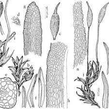 Attēlu rezultāti vaicājumam “Gymnostomum aeruginosum”