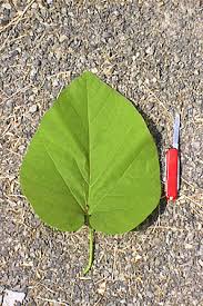 Attēlu rezultāti vaicājumam “Aristolochia durior leaf”