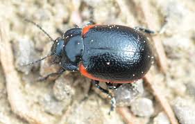 Attēlu rezultāti vaicājumam “Chrysolina sanguinolenta”