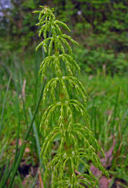 Attēlu rezultāti vaicājumam “Equisetum sylvaticum”