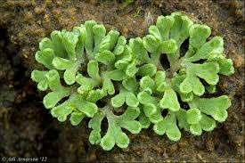 Attēlu rezultāti vaicājumam “Riccia”