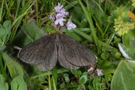 Attēlu rezultāti vaicājumam “Odezia atrata”