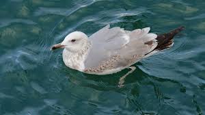 Image result for Larus cachinnans