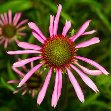 Image result for Echinacea angustifolia