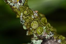 Attēlu rezultāti vaicājumam “Melanohalea exasperata”