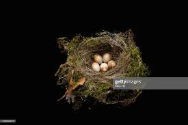 Attēlu rezultāti vaicājumam “Erithacus rubecula nest”