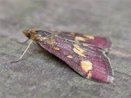 Attēlu rezultāti vaicājumam “Pyrausta purpuralis”